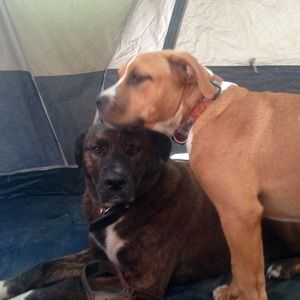 Meet your Posher, Dean